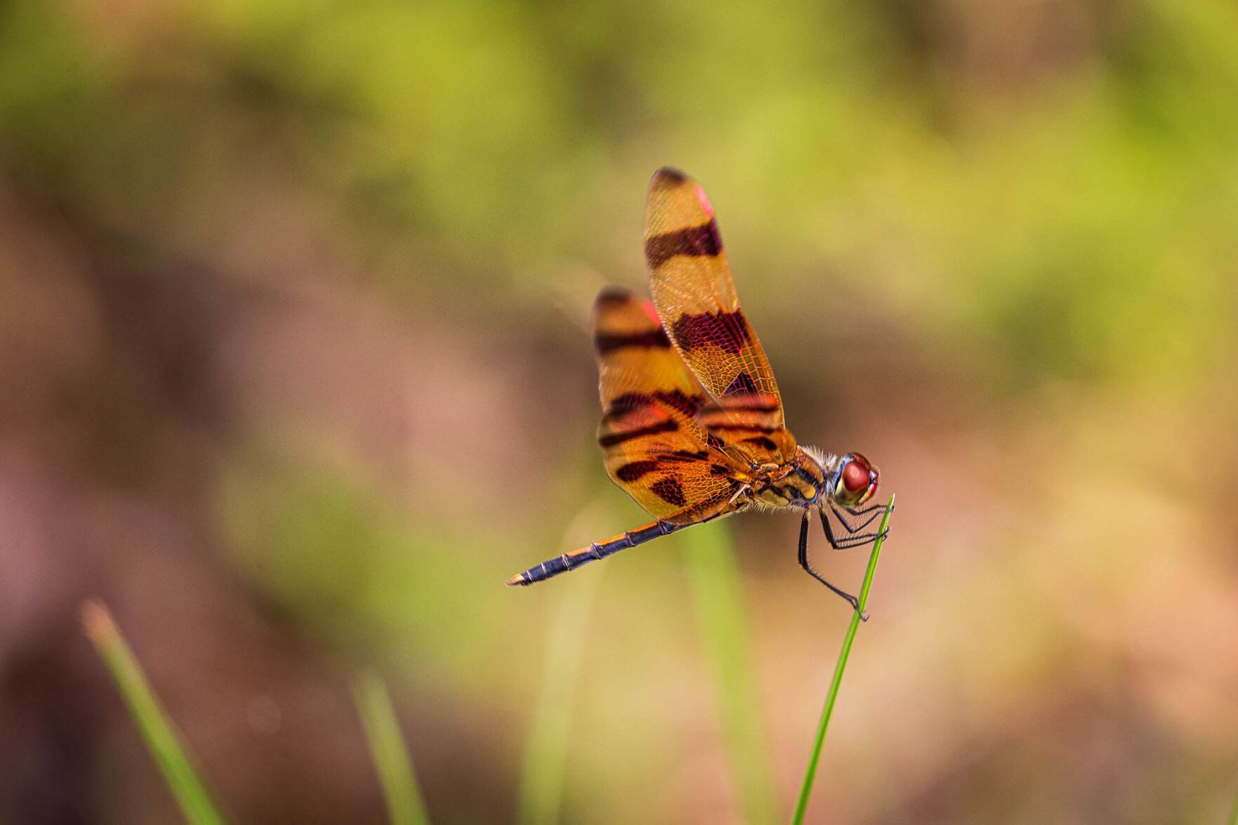 This orange dragonfly looked like he was holding on for dear life to the blade of grass on a windy day.